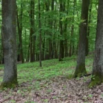 Duby a adaptace lesů na změnu klimatu: Důležité je rozlišovat sazenice už v lesních školkách