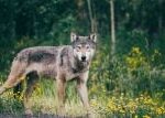 Elektřina, nebo fladry? Jak uchránit ovce před vlky, otestují vědci v Beskydech a na Broumovsku