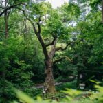 Lidé mohou hlasovat v anketě o Strom čtvrtstoletí