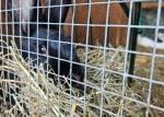 Některé děti své rodiče přemluví, říká farmář, který na salaši u Telče rozdává živé králíky