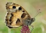 ,Ničili jsme jim prostředí,‘ uvedl entomolog