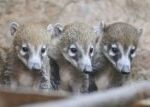 Plzeňská zoo má historický přírůstek