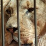 Reuters: Zvířata také vnímají traumata z války, říká majitel zoo v Gaze