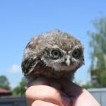 Sýčkům se letos nedařilo