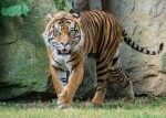 Tygr sumaterský z německého Krefeldu míří do brněnské zoo