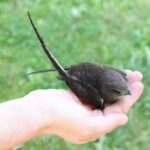 Záchranná stanice v Praze přijímá kvůli vedrům více volně žijících zvířat