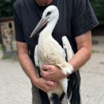 Záchranné stanice přijaly v létě 36 mladých čápů, poukazují na nástrahy civilizace