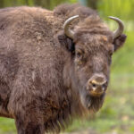 Zubří stádo v olomoucké zoo se rozrostlo o dvě mláďata, už dovádí ve výběhu