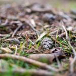 Cesium – pozůstatek jaderné havárie – dnes pomáhá zjišťovat, jak se v lesích pohybují stopové prvky a znečišťující látky