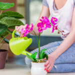 Jak povzbudit lenivé orchideje k velkolepému květu: Magický elixír z přírody odhaluje tajemství!