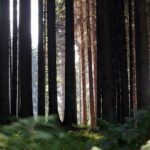 Lidé ani turisté na Šumavě netuší, kde jsou chemikálie, do lesa se nebojí chodit