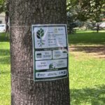 Města a obce se mohou zapojit do nové kampaně TreeTag o přínosu stromů