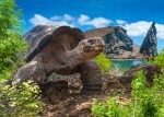 ,Mimozemské' želvy z Galapág se vracejí domů