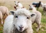 Mohou ovce zachránit ledovce? Švýcarské vědce překvapil materiál, jehož značná část se vyhazuje