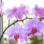 Odhalte kouzlo česneku: Nechte své orchideje zářit a zapomeňte na nemoci!