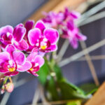 Orchideje v plném květu: Odhalte kuchyňské tajemství pro dechberoucí květiny!
