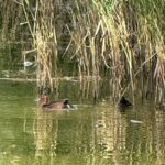 Ostravská zoo poskytla do Polska deset poláků malých, jde o ohrožené kachny