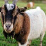 Radnice Prahy 9 chce na Klíčově vytvořit zoopark, většinu pozemků už má