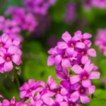 Trvalky: Klenot vaší zahrady plný barev po celý rok!