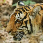 V Havaně zavřeli zoologickou zahradu kvůli nedostatku elektřiny a vody