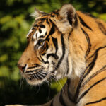 Zoo v Řecku pečuje o tygřata jednoho z nejohroženějších druhů na světě