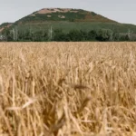Arnika: Otevřený dopis společnosti AVE CZ k průzkumu v okolí čáslavské skládky