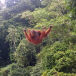 Kvůli rozsáhlým požárům v Indonésii přibývá zachráněných orangutanů