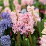 Podzimní herold: Víte, která zelenina a cibuloviny vám přinesou úrodu snů?
