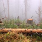 Pro prevenci požárů je nutné řešit mrtvé dřevo i udržitelnost národních parků, řekl Červený