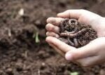 Půdní živočichové čelí stresu kvůli klimatu a farmaření