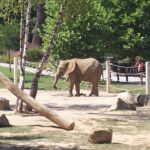 Zlínská zoo přišla o slonici, nepodařilo se ji probudit z anestezie po operaci