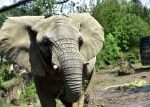 Zlínskou zoo zasáhla druhá smrt slonice za několik měsíců